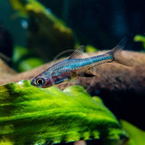 neon danio fish|Blue Neon Danio (Sundadanio axelrodi) .